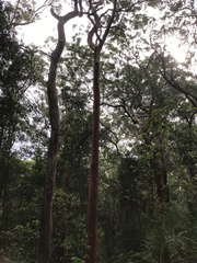 Corymbia calophylla