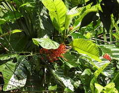 Cinchonoideae