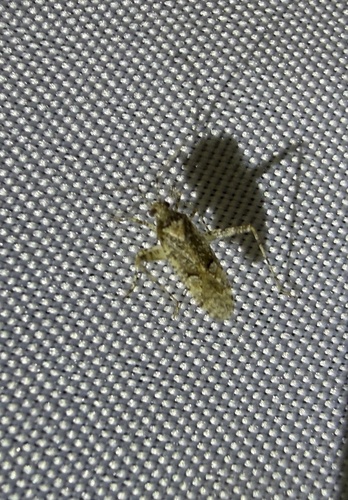 iNaturalist observation photo of Phytocoris