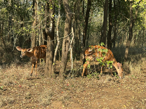 Nyala
