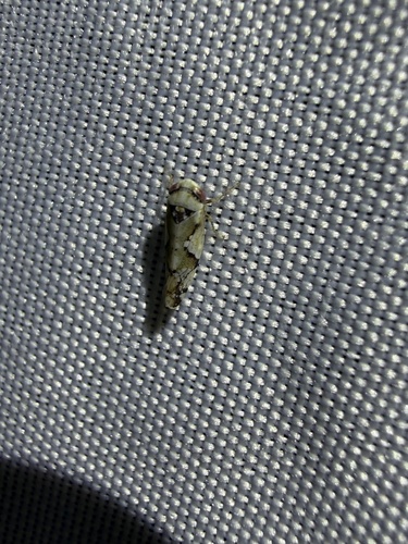 iNaturalist observation photo of Typical Leafhoppers