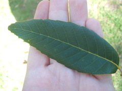 Quercus oblongata