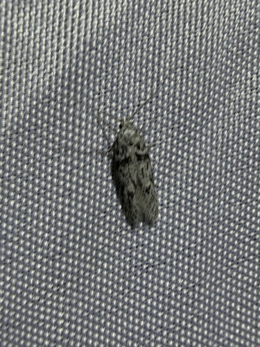 iNaturalist observation photo of Curved-horn Moths