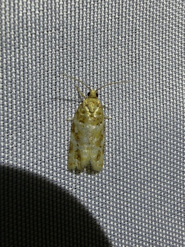 iNaturalist observation photo of Archipini