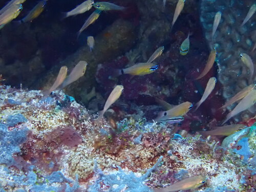 Ostorhinchus fleurieu observed 2026-06-25