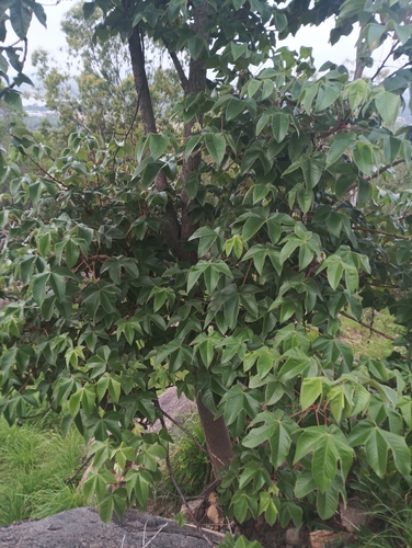 Cochlospermum religiosum, 2026-07-03
