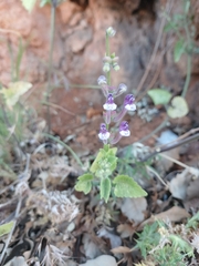 Scutellaria brevibracteata