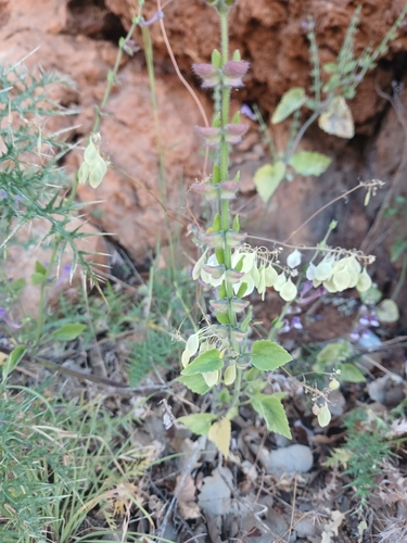 Scutellaria brevibracteata, photograph 2