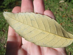 Quercus oblongata