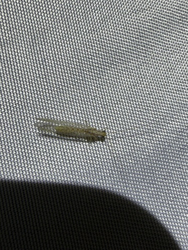 iNaturalist observation photo of Eremochrysa punctinervis
