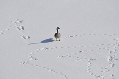 Branta canadensis