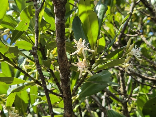 Kandelia obovata, photograph 5