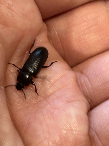 Yellow Mealworm Beetle