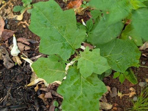 Solanum torvum observed 2026-07-02