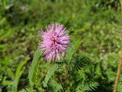Mimosa strigillosa
