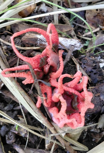 devil's-fingers