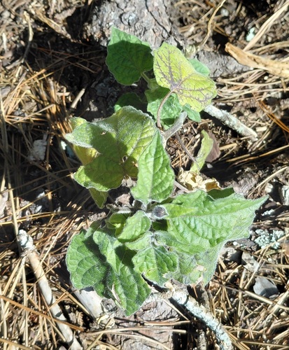 Cape gooseberry