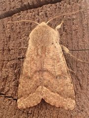 Orthosia pacifica