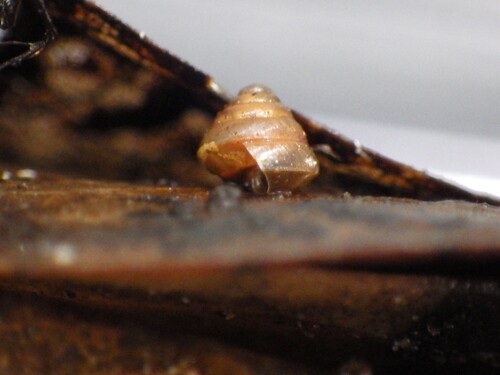 Sitala normalis observed 2026-05-06