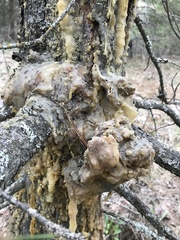 Synanthedon sequoiae