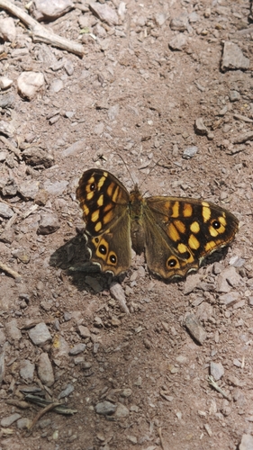 Speckled Wood