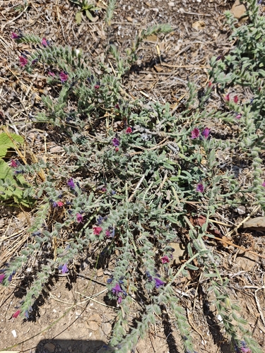 Narrow-leaved Viper's-bugloss