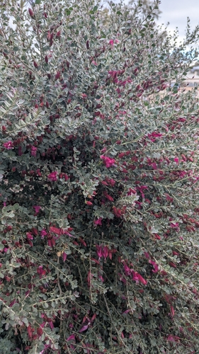 Eremophila maculata brevifolia