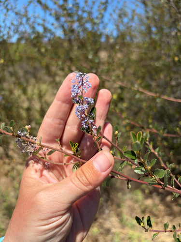 Ceanothus tomentosus, photograph 1