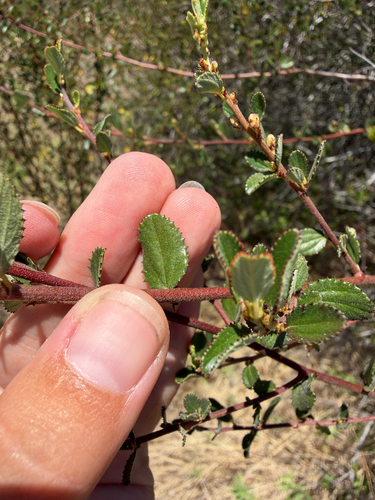Ceanothus tomentosus, photograph 2