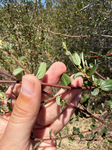 Ceanothus tomentosus, photograph 3
