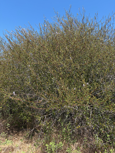 Ceanothus tomentosus, photograph 4