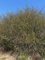 (c) Rachel Allingham, some rights reserved (CC BY) Ceanothus tomentosus, photograph (c) Rachel Allingham, some rights reserved (CC BY)