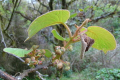 Actinidia setosa