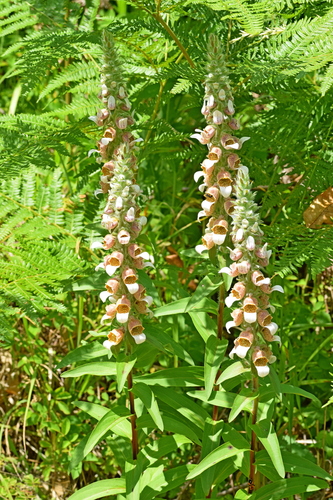 Digitalis lanata, photograph 4