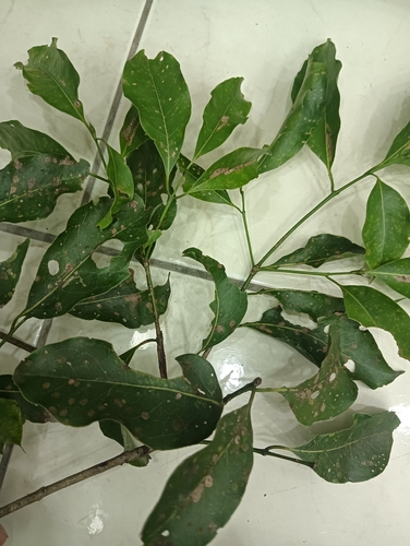 Beilschmiedia erythrophloia iNat (1)