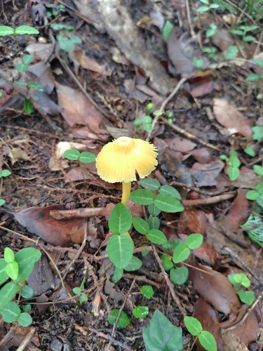 Entoloma flavescens