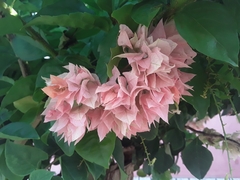 Bougainvillea spectabilis