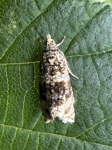 Common Marble