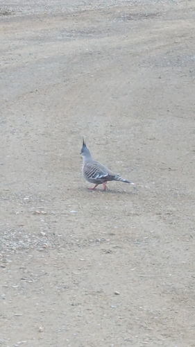Crested Pigeon