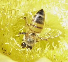 Apis mellifera