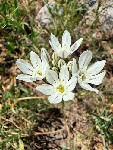 iNaturalist observation photo of white brodiaea