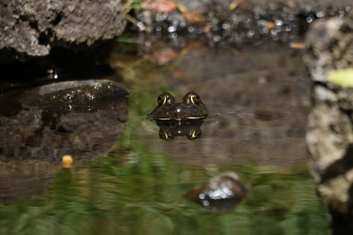 Lithobates catesbeianus observed 2026-07-02
