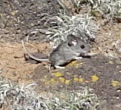 Peromyscus truei