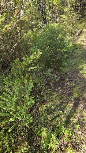 Veronica vernicosa