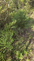 Veronica vernicosa