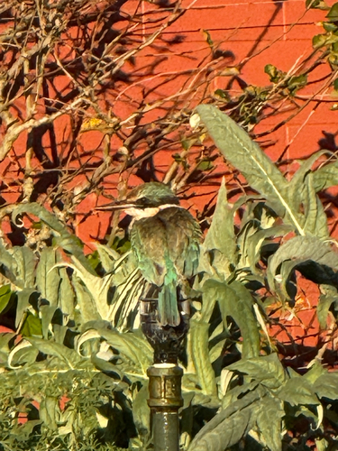 New Zealand Sacred Kingfisher