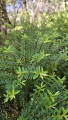 Veronica vernicosa, photograph author not stated, no rights reserved