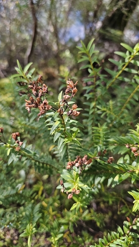 Veronica vernicosa, photograph 4
