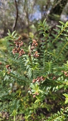 Veronica vernicosa, photograph author not stated, no rights reserved