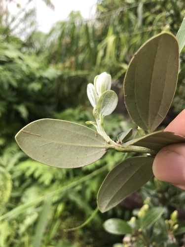 Cinnamomum daphnoides, photograph 3